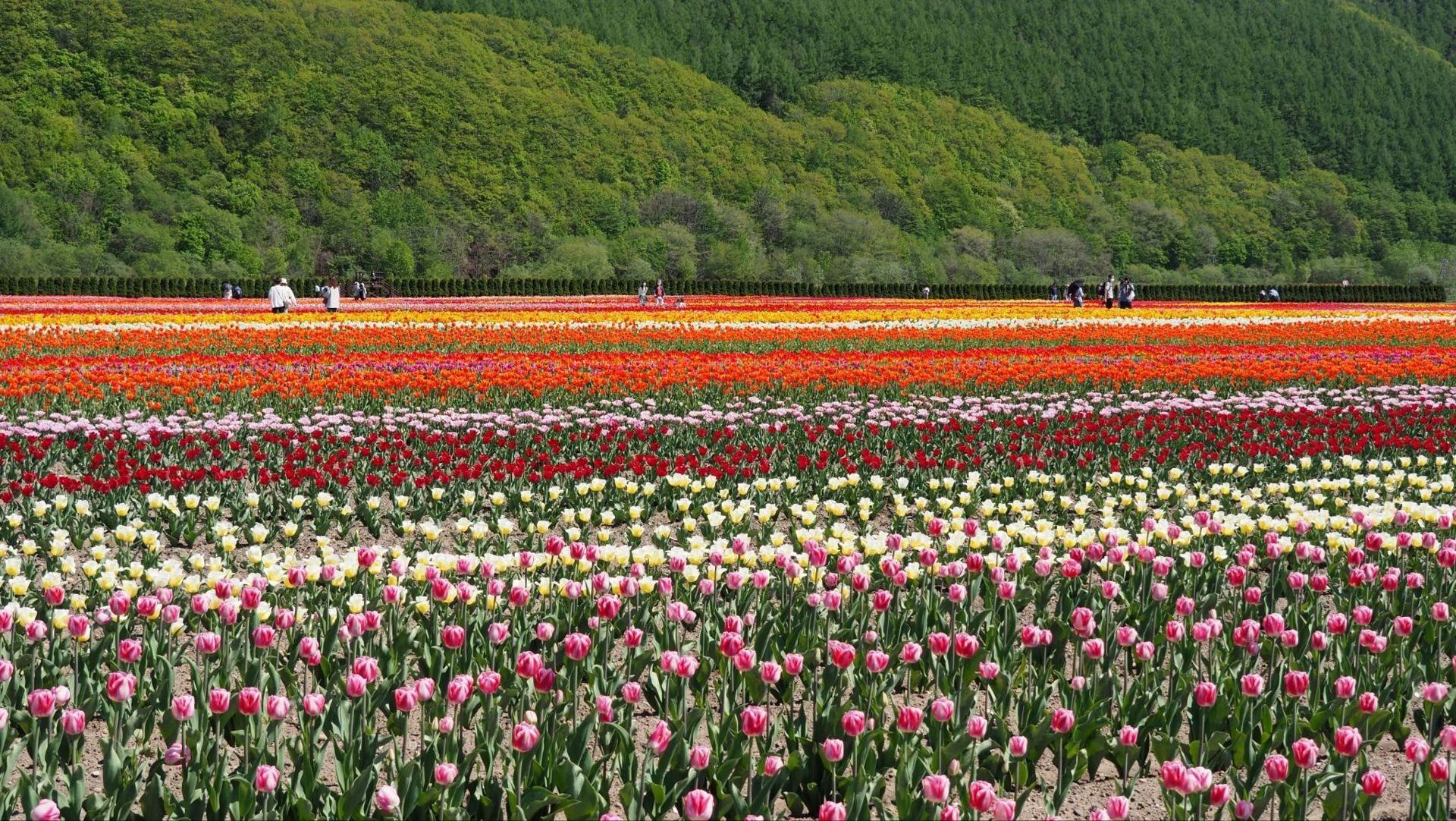 Kamiyubetsu Tulip Park