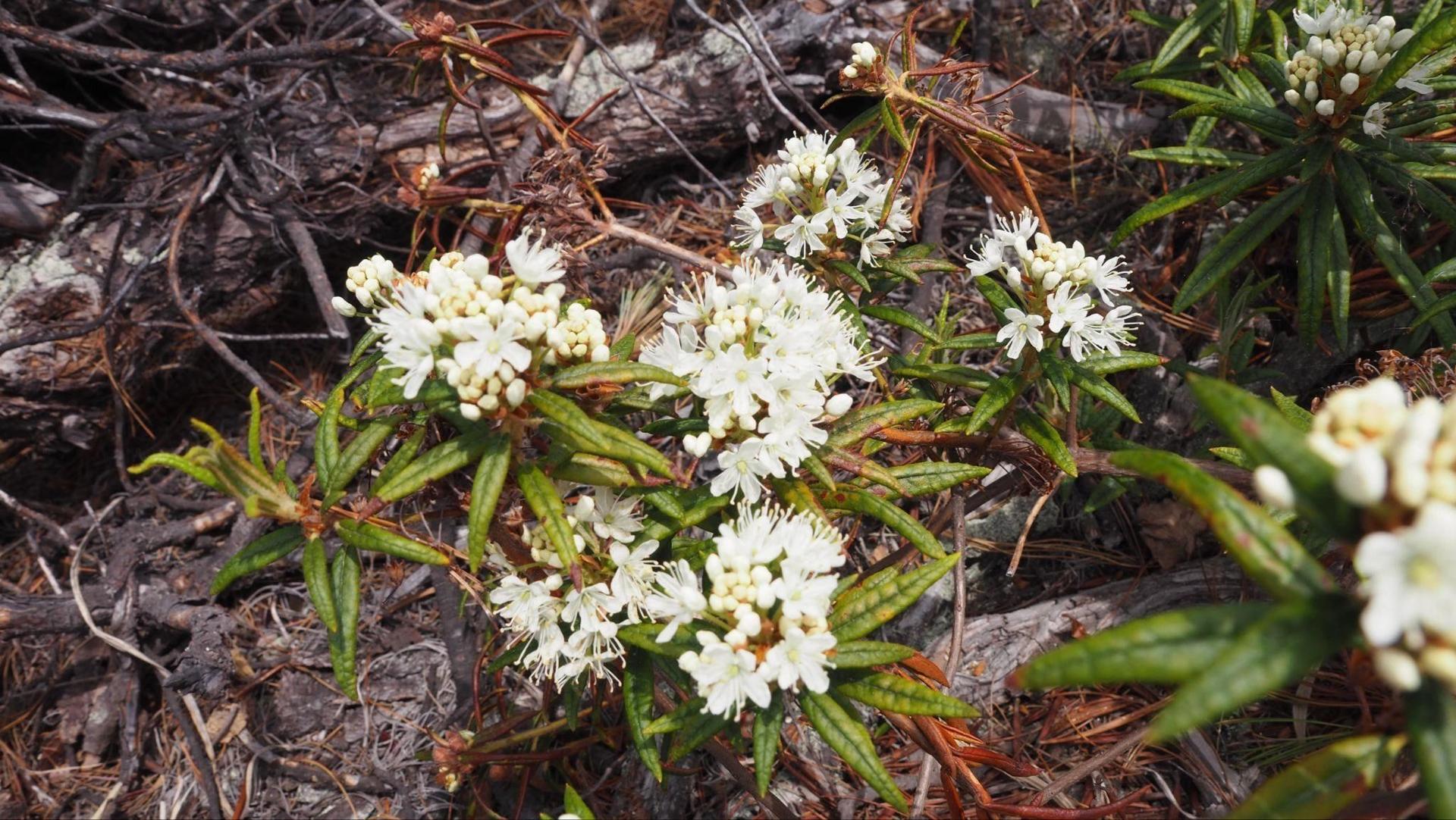 Azaleas
