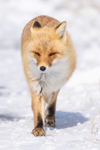 Ezo red fox