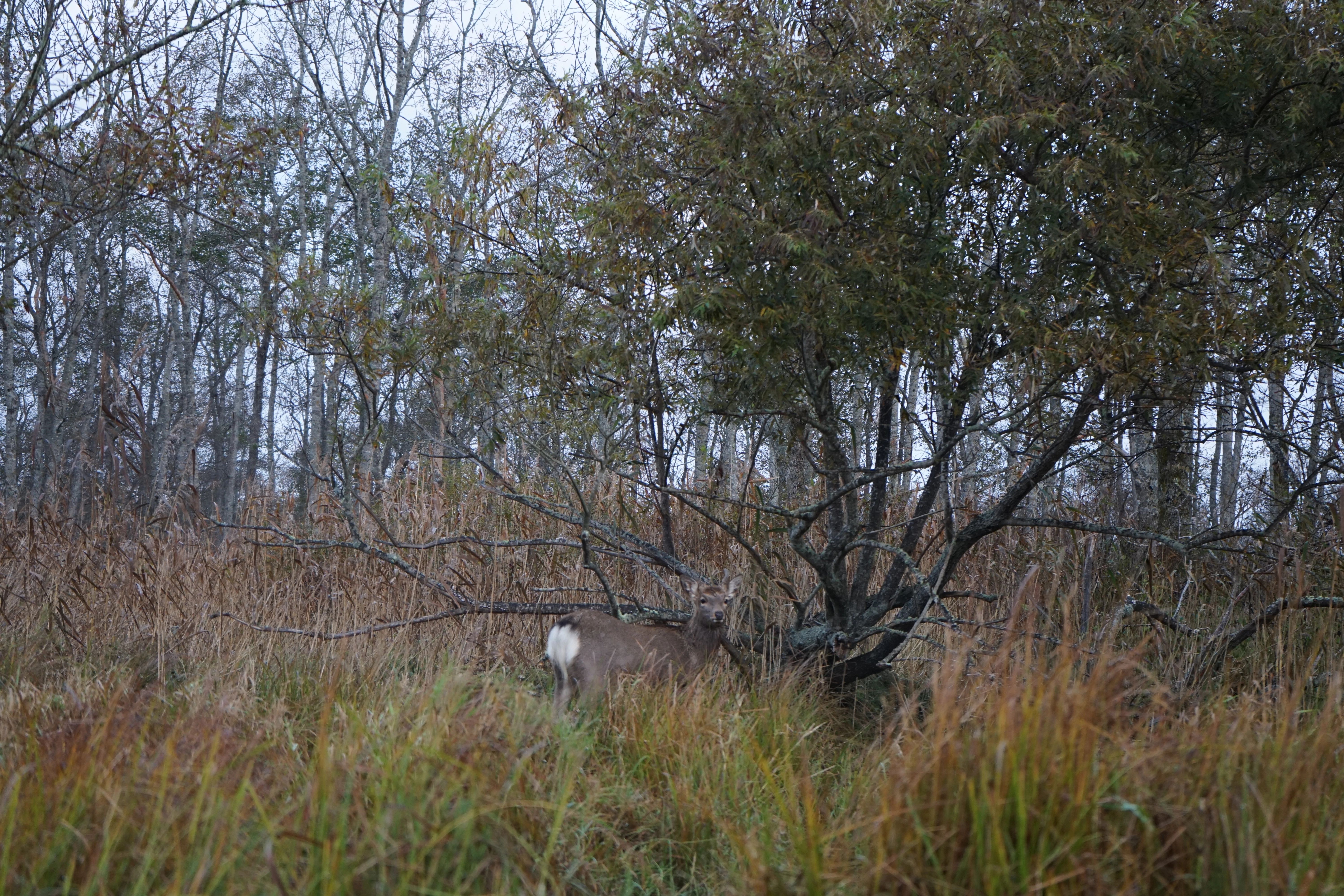 Ezo deer