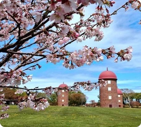 Meiji Park's cherry blossoms and silos