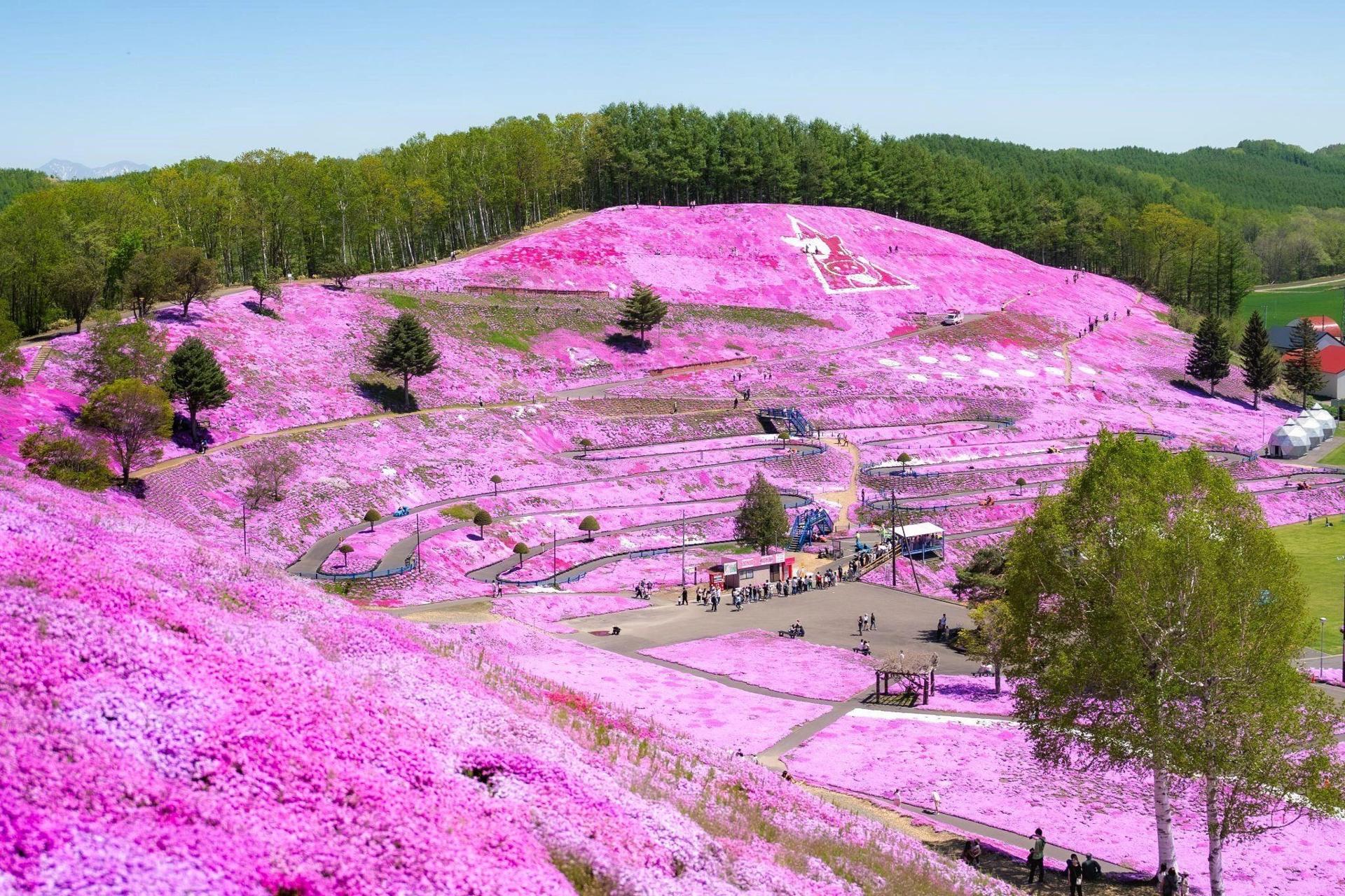 東藻琴芝櫻公園