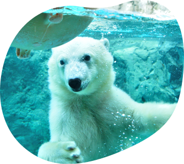 Asahiyama Zoo