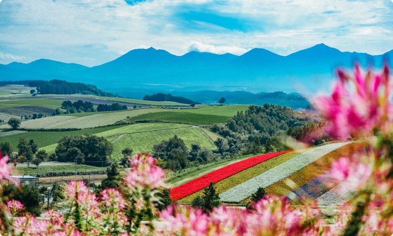 中富良野美瑛の花畑