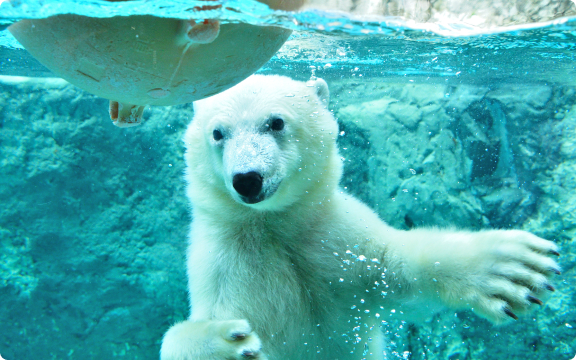 旭山動物園のシロクマ