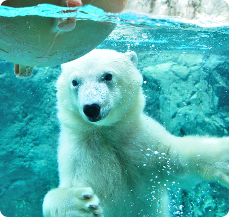 旭山動物園のシロクマ
