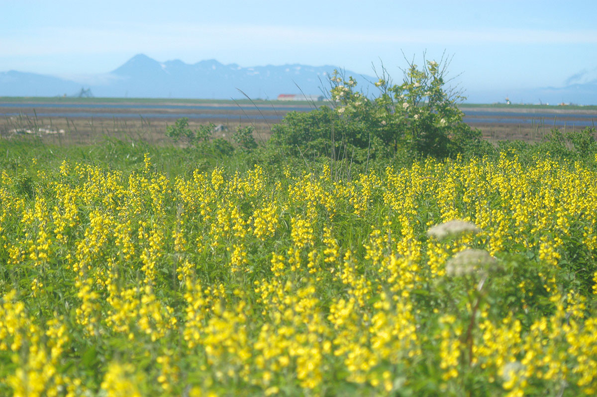 野付半島原生花園（センダイハギ）